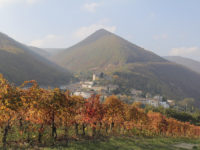 Coldiretti, nella Marche cresce il valore della terra. In testa i vigneti