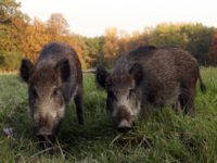 Allarme negli allevamenti, tre asini sbranati da lupi e cinghiali a Castelraimondo