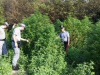 Fiamme Gialle Macerata sequestrano coltivazione 500 piante marijuana, un arresto