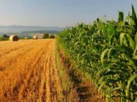 Troppo grano duro dall’estero, produzione nazionale a rischio