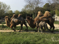 Festa allo Zoo di Falconara. E’ nata Giovanna, una femmina di cammello. In arrivo le scimmie saki