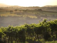 Forte crescita produzione ed export per i vini marchigiani. A Verona Imt e Consorzio Piceno