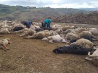 Lupi fanno strage di pecore anche in vallata Tronto. Coldiretti lancia allarme