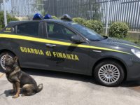 Fiamme Gialle Fermo. Grazie al fiuto di Fancy e Grant sequestrato mezzo chilo droga