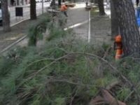 Legambiente Ascoli : “Il Comune ripianti i troppi alberi tagliati”