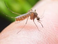 Unicam sequenzia il genoma delle zanzare asiatiche invasive