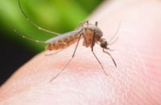 Unicam sequenzia il genoma delle zanzare asiatiche invasive