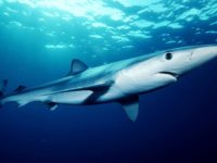 Piccolo squalo sul litorale di Pesaro. Allarme tra i bagnanti
