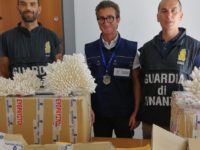 Sequestrati ad Ancona 278 chili di coralli bianchi in via d’estinzione