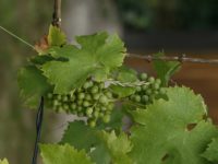 Vino marchigiano, annata di grande qualità. E l’export cresce del 4%