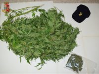 Scoperta piantagione di marijuana a Roccafluvione. Denunciato 35enne