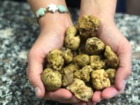 Fiera del tartufo bianco pregiato a S.Angelo in Vado. Per un chilo 2 mila euro