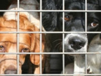 Cani rinchiusi in gabbia con collari a impulsi elettrici, denunciato 45enne