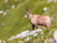 Tornano i camosci nel Parco Nazionale dei Sibillini, 180 esemplari