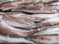 Nas Ancona sequestra tonnellata di pesce in tre province, denunce