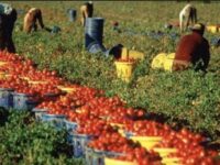 Fermo, 50 braccianti stranieri schiavizzati in agricoltura