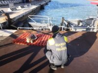 Tartaruga esanime recuperata al porto di Ancona