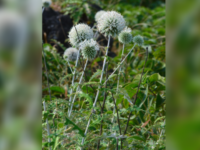 Unicam scopre nuova pianta endemica in India