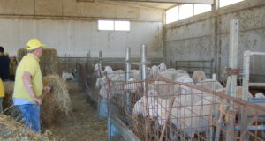 Sisma, Antonini a Legnini : “Stabilizzare la stalle per garantire la produzione”