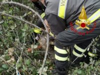 Ascoli, capriolo incastrato nella rete liberato dai vigili del fuoco