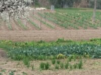 Imprese agricole, bandi regionali per 54 milioni