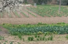 La riforma della PAC e l’agricoltura biologica