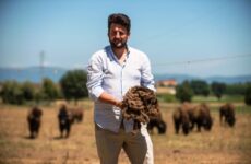 In Umbria riprende l’allevamento dei bisonti