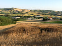 Innovazione e ricerca nell’agricoltura biologica, convegno con esperti