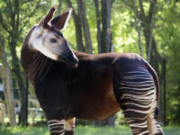 Gli okap del Parco Zoo di Falconara ispirano un libro