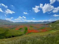 Fioritura di Castelluccio di Norcia, regole e divieti per le visite