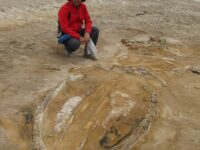 In Perù il più grande giacimento di fossili del mondo