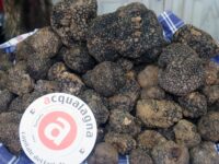 Ad Acqualagna la Fiera regionale del tartufo nero estivo