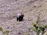 Un orso marsicano nel Parco dei Monti Sibillini