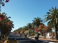 San Benedetto, 25 nuove palme sul lungomare