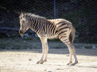 Al Parco Zoo di Falconara nato un cucciolo di zebra