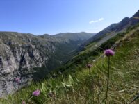 Università di Camerino scopre una nuova pianta