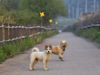 Dall’Ucraina il virus della rabbia ? A Macerata controlli sugli animali