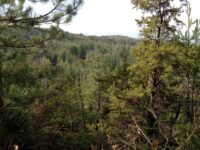 Tagliano mezzo bosco a Ripatransone, tre denunciati dai Forestali