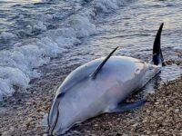 Delfino senza vita spiaggiato nel Fermano