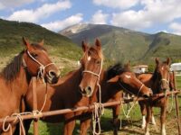Carloni: “Dal Governo impulso al Cavallo del Catria”