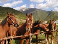 A Cantiano torna la Fiera dei cavalli