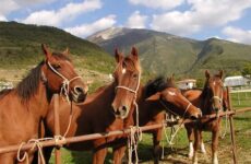 Carloni: “Dal Governo impulso al Cavallo del Catria”