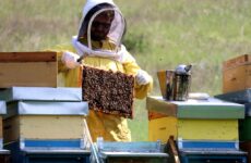 Consorzi Marche : “Salvare le api per il miele e l’ecosistema”