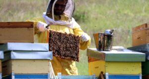 Consorzi Marche : “Salvare le api per il miele e l’ecosistema”