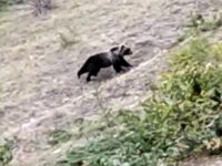 Un orso bruno sui Sibillini, il Parco : “Nessun allarmismo”