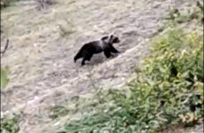 Un orso bruno sui Sibillini, il Parco : “Nessun allarmismo”