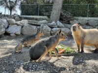 Allo Zoo di Falconara nati due piccoli di Marà di Patagonia