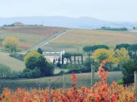 In Valdaso mancano operai per raccogliere l’ortofrutta