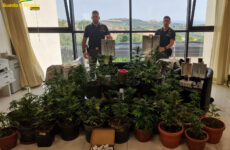 Piantagione di marijuana nel giardino, arrestato a Fermo