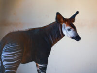 Allo Zoo di Falconara il primo Okapi nato in Italia